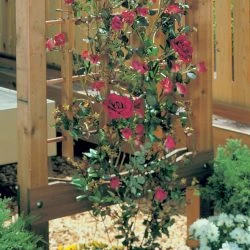 Rose-Covered Trellis -WARCO SHOP detail2 hd 242