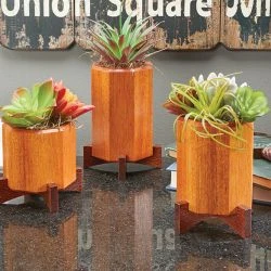 Succulent Plant Stands
